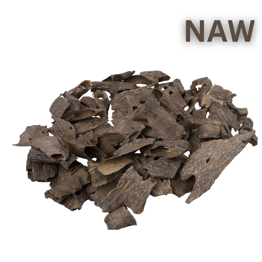 قواقع العود درجة سوبر